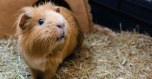 Cobaya crestada (Foto: iStock)
