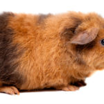 Cobaya teddy (Foto: iStock)