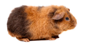 Cobaya teddy (Foto: iStock)