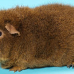 Cobaya Rex (Foto: iStock)