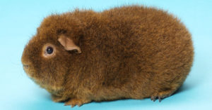 Cobaya Rex (Foto: iStock)