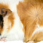 Cobaya abisinia (Foto: iStock)