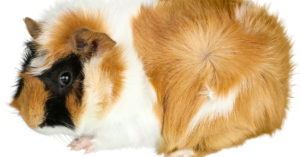 Cobaya abisinia (Foto: iStock)