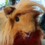 Cobaya peruana (Foto: pixabay)