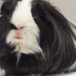 Cobaya coronel (Foto: iStock)