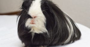 Cobaya coronel (Foto: iStock)