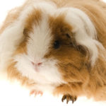 Cobaya texel (Foto: iStock)