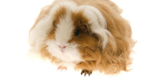 Cobaya texel (Foto: iStock)