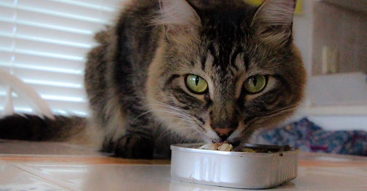 A los gatos les encanta el atún pero con moderación (iStock)