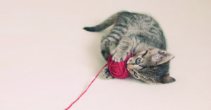 A los gatos les encanta jugar (iStock)