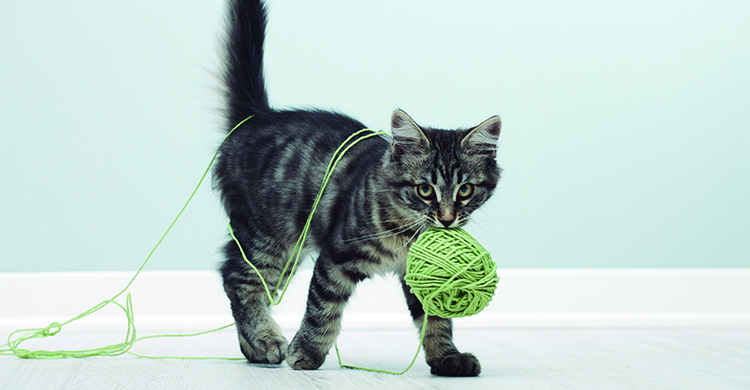Cada gato tiene sus propios juegos (iStock)