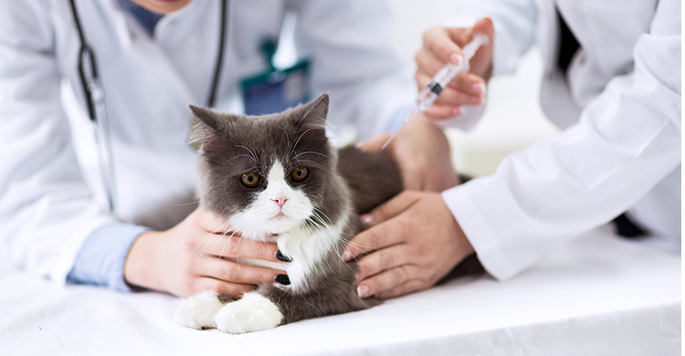Después de suministrarle primeros auxilios, lleva a tu gato al veterinario (iStock)
