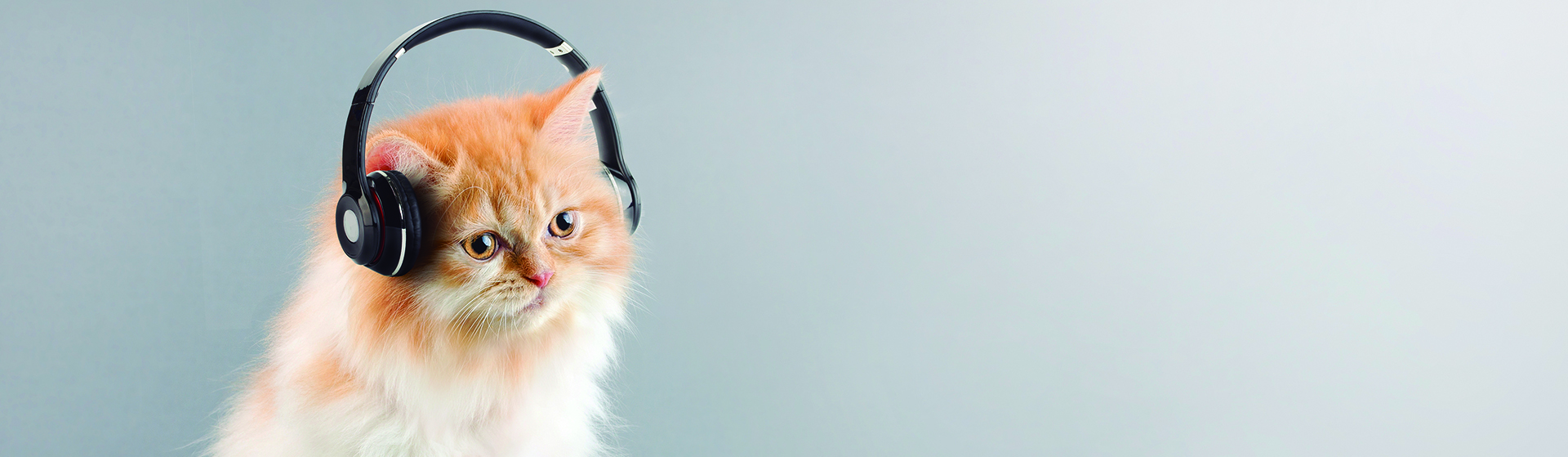 Dicen que la música amansa a las fieras (iStock)