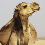 El embarazo en camellos dura un más de un año (Unsplash)