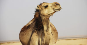 El embarazo en camellos dura un más de un año (Unsplash)