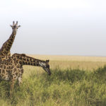 El largo cuerpo de una jirafa tarda en gestarse (Unsplash)