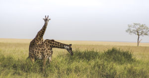 El largo cuerpo de una jirafa tarda en gestarse (Unsplash)