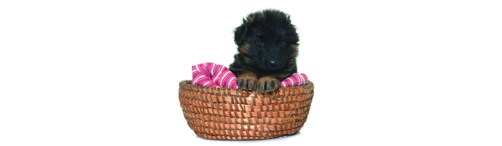 En casa hay muchas cosas para hacer una camita a tu perro (iStock)