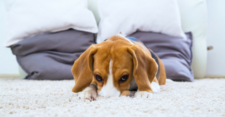 Ellos nunca quieren ser un estorbo (Istock)