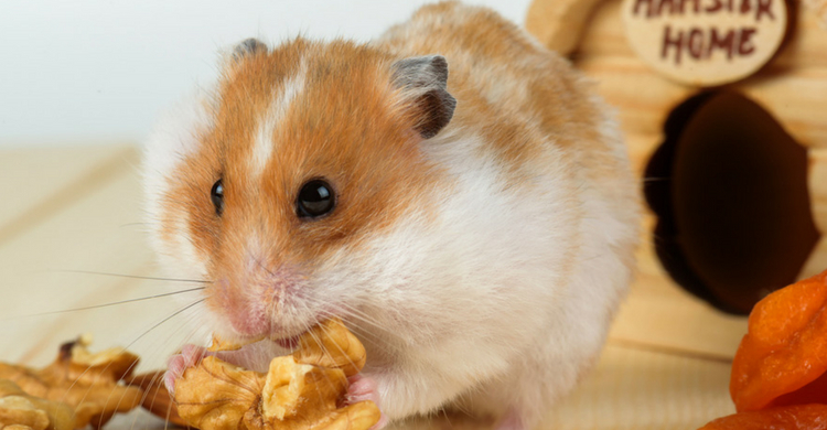 Son muy fáciles de mantener (Istock)