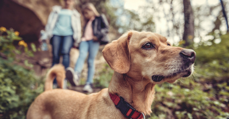 Perros adiestrados para detectar pruebas de violación (Istock)