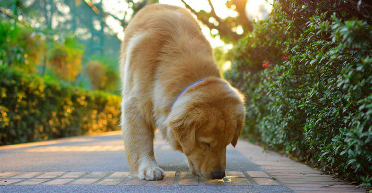 Su olfato, su gran ventaja (Istock)