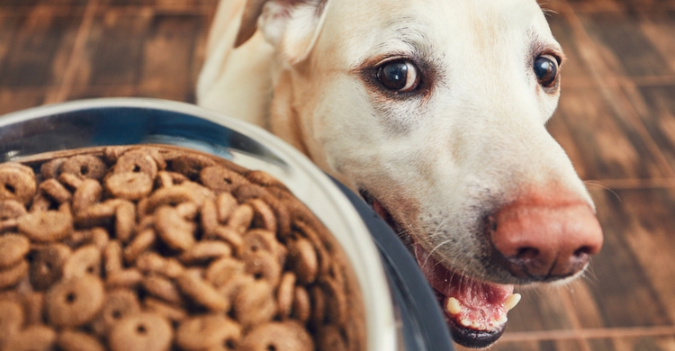 El pienso seco fortalecerá su dentadura (Istock)