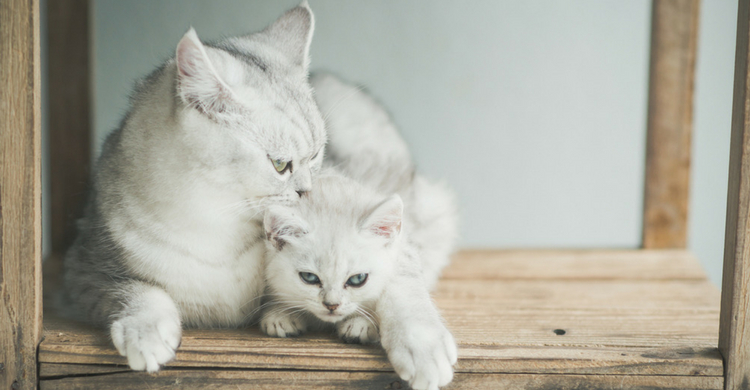 Lo que si es cierto es que aguantan condiciones extremas (Istock)