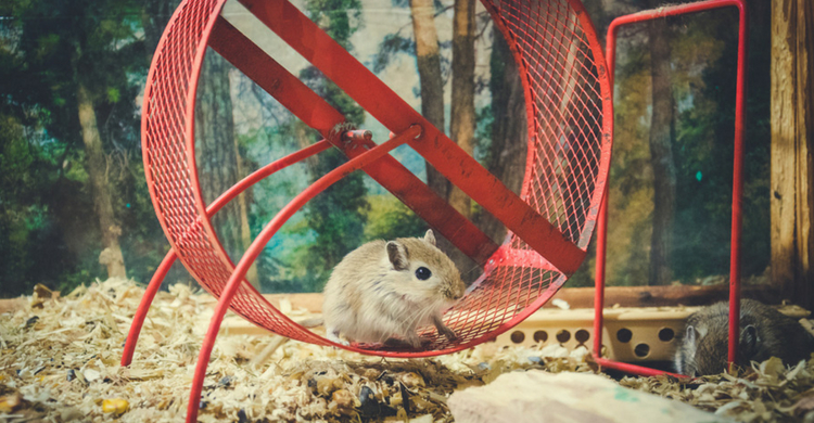 No requieren mucho espacio para vivir (Istock)