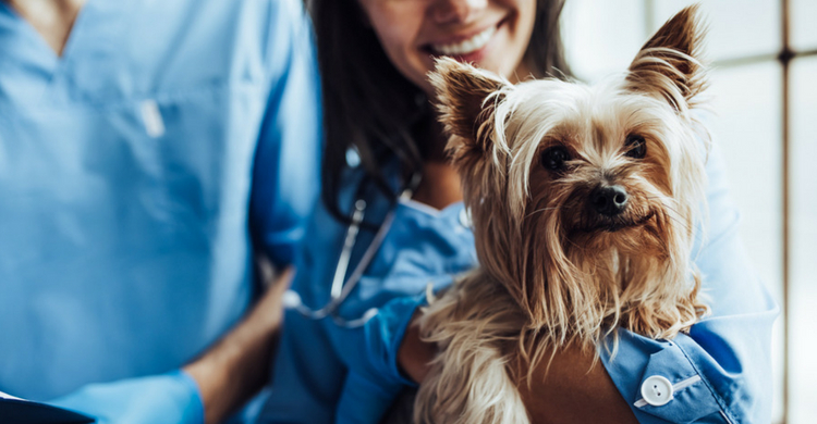 La respuesta es sí, existen ambulancias especiales para animales (Istock)