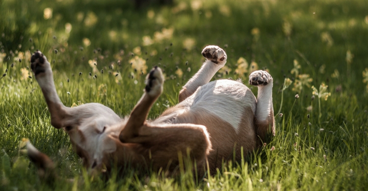 Si el problema persiste o no conoces la causa, consulta con tu veterinario (Istock)