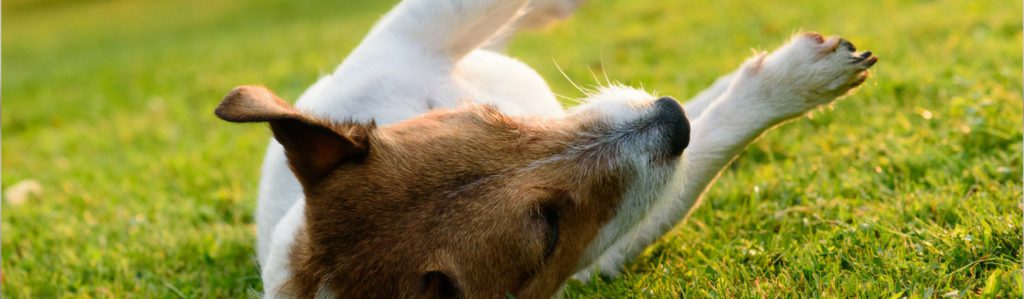 Qué le pasa a mi perro si se rasca mucho (Istock)