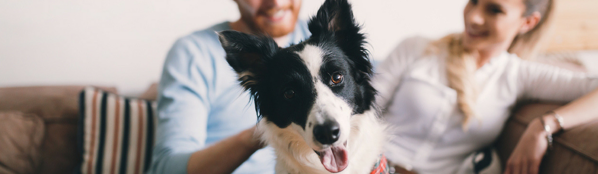 Dudog: el airbnb de los perros (Istock)