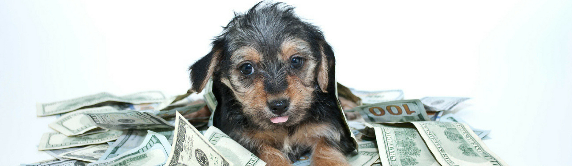 7 trucos para ahorrar si tienes un perro (Istock)