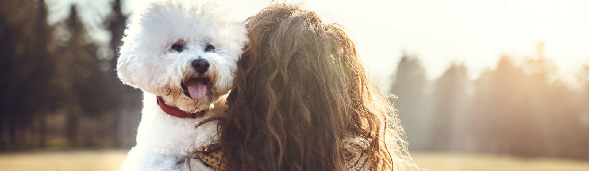 Perros adiestrados para detectar pruebas de violación (Istock)