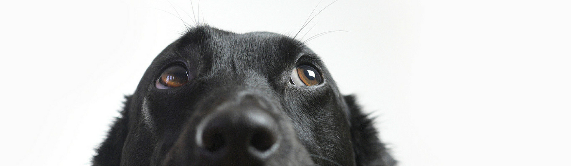 ¿Es bueno mirar a un perro fijamente a los ojos? (Istock)