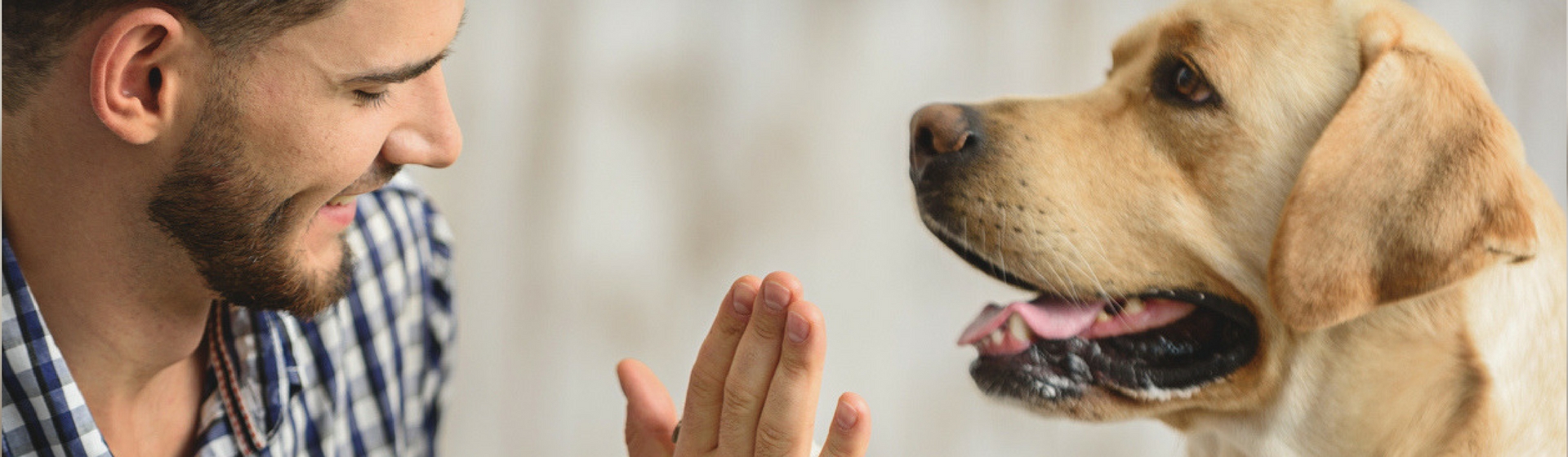 1 año de un humano son 7 años de un perro, ¿Verdadero o falso? (Istock)