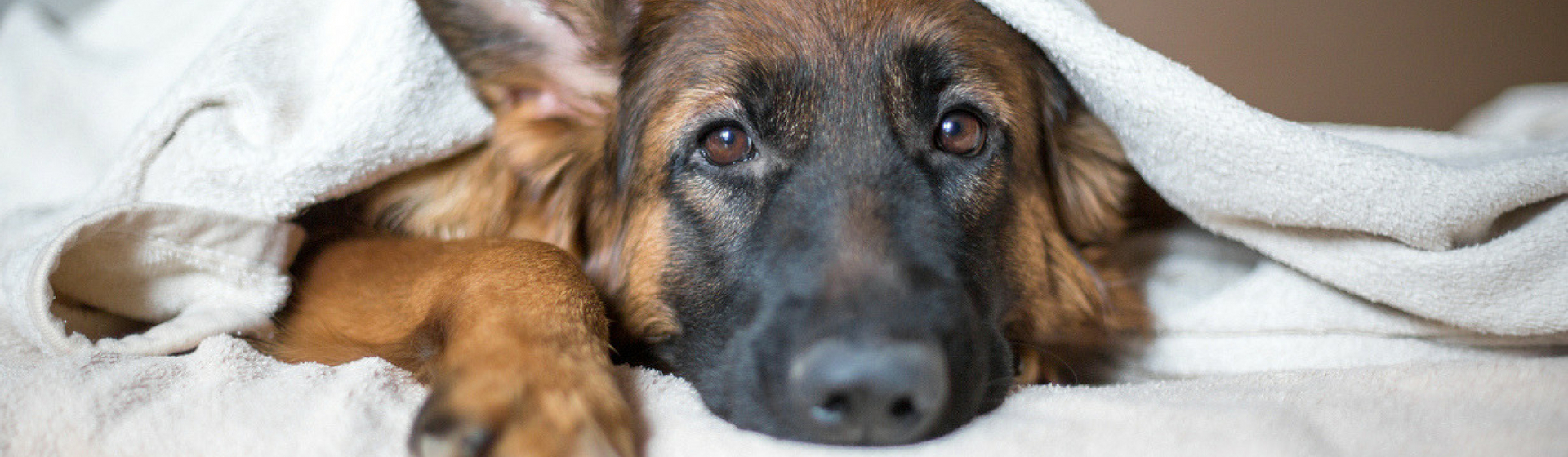 ¿Por qué los perros se esconden para morir? (Istock)