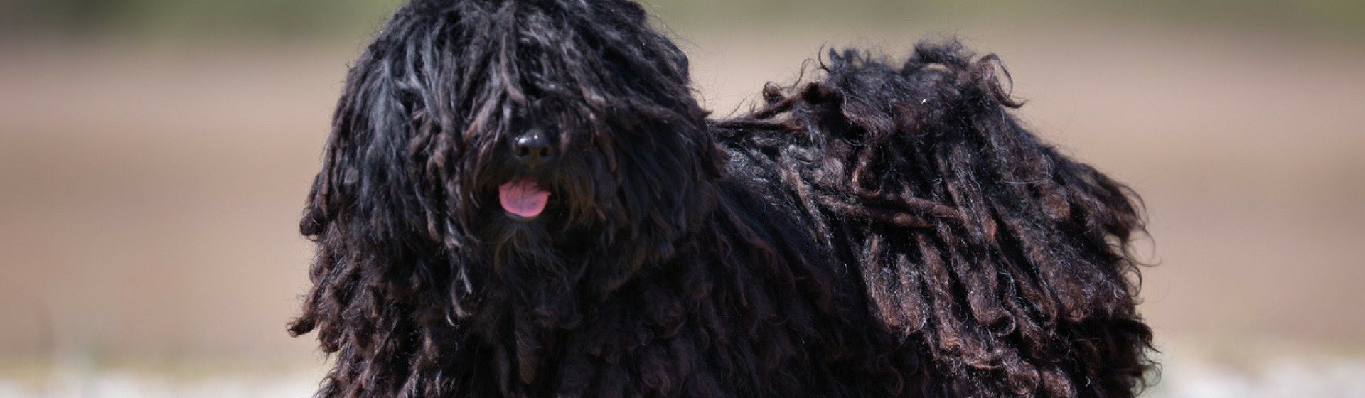 Las 8 razas de perro más peludas (Istock)