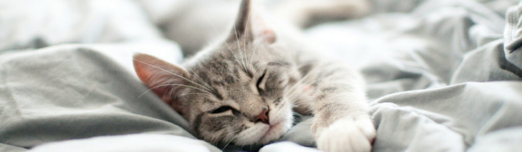 ¿Mito o realidad Los gatos tienen 7 vidas (Istock)