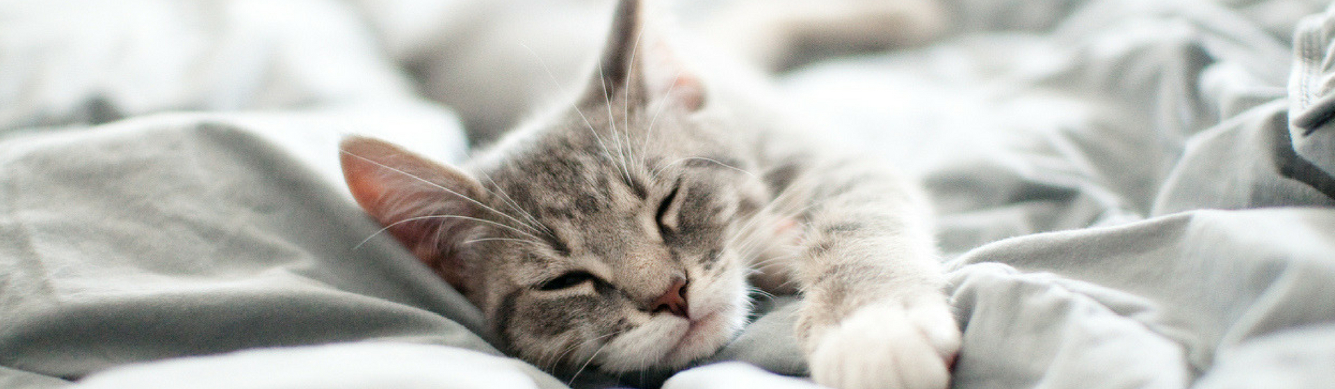 ¿Mito o realidad Los gatos tienen 7 vidas (Istock)