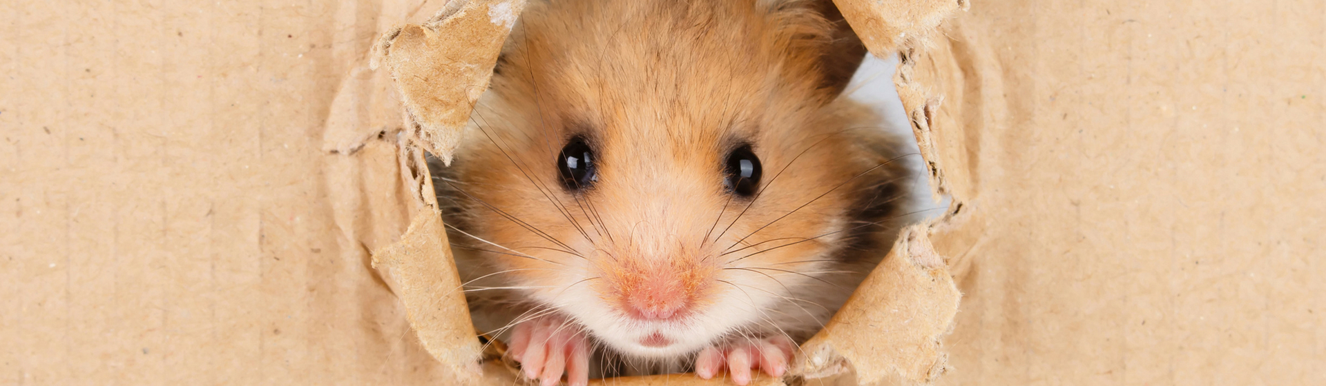 6 ventajas de tener un hámster como mascota (Istock)