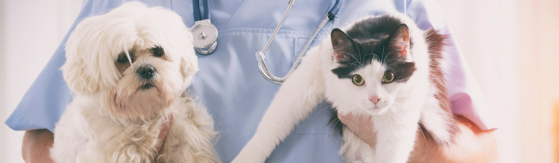 ¿Puedo llamar a una ambulancia si le pasa algo a mi mascota? (Istock)