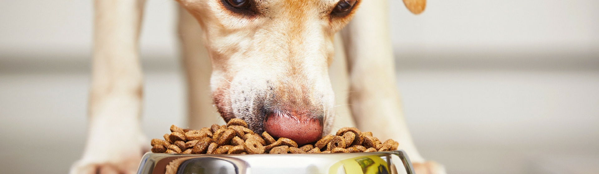 Piensos secos VS piensos húmedos. ¿Cuál es mejor? (Istock)