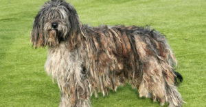 Bergamasco (Istock)