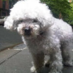 Uncle Chichi (Twitter: Madeleine Davis)