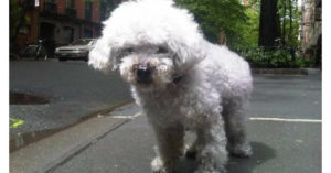 Uncle Chichi (Twitter: Madeleine Davis)