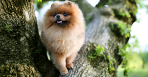 Pomerania (Istock)