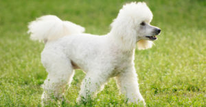 Caniche (Istock)