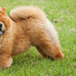Chow chow (Istock)